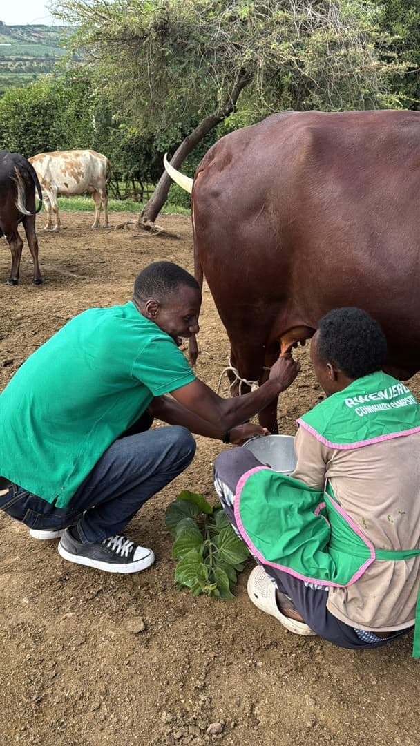 Traditional Ankole Cow Milking Farm Experience