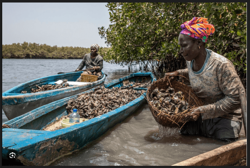 Ninki Nanka Light River Tip with Homestays