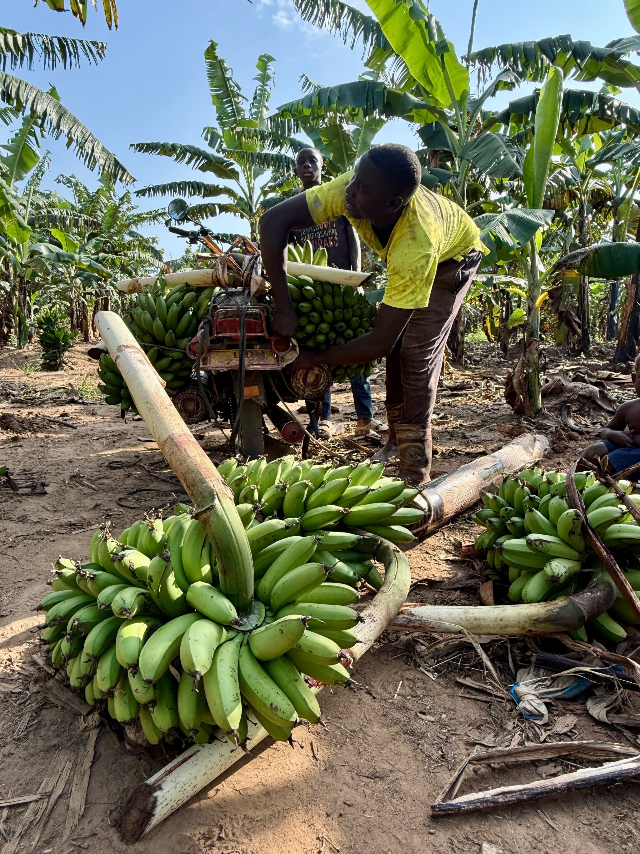 Lunch on the Land: A Farm Visit Through Generations in Western Uganda