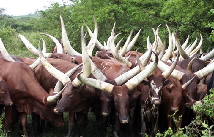 Ankole Cattle milking farm Experience